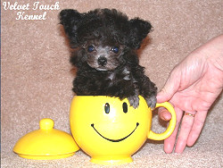 teacup poodle adult size