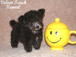 micro teacup poodle full grown