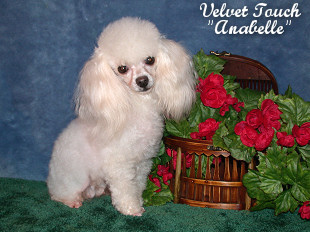 Anabelle Toy Poodle