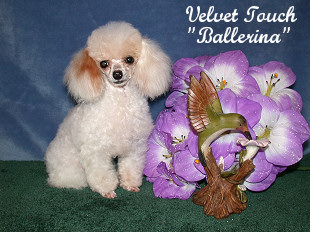 Ballerina Tiny Teacup Poodle
