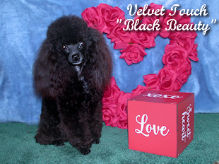 Black Beauty Teacup Poodle