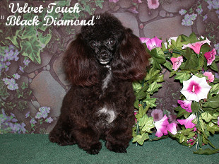 Blackdiamond Tiny Toy Poodle