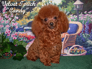Candy Tiny Toy Poodle