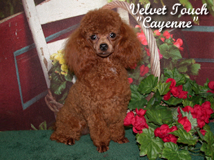 Red Hot Cayenne Tiny Toy Poodle