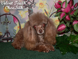 Chocolate Silk Teacup Poodle
