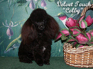Colby Teacup Poodle