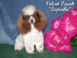 Cupcake Toy Poodle