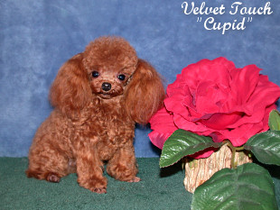 Tiny Teacup Poodle Picture