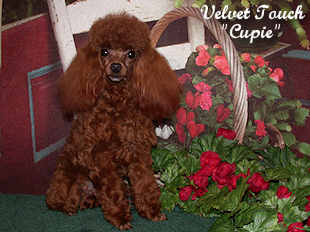 Red Hot Cupie Toy Poodle