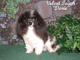 Dorie Teacup Poodle