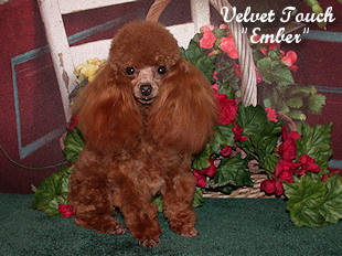 Red Hot Ember Tiny Toy Poodle