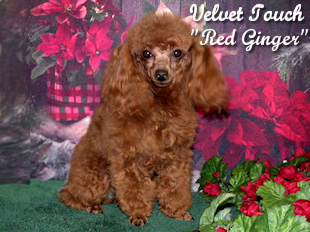 Red Ginger Tiny Toy Poodle