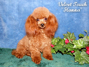 Hanna Toy Poodle