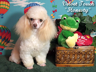 Sweet Honesty Teacup Poodle