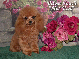 Red Hot Rod Tiny Teacup Poodle Picture
