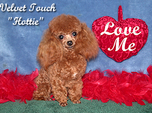 Red Hottie Tiny Teacup Poodle