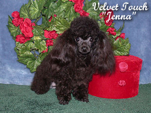 Jenna Teacup Poodle