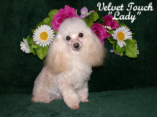 Lady Teacup Poodle