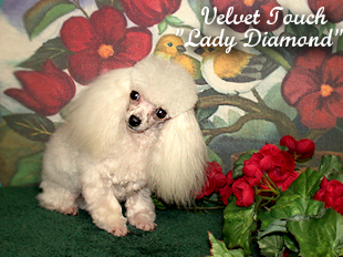 Lucky Lady Diamond Teacup Poodle