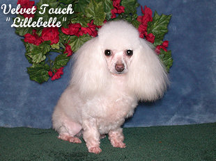 Lillebelle Teacup Poodle