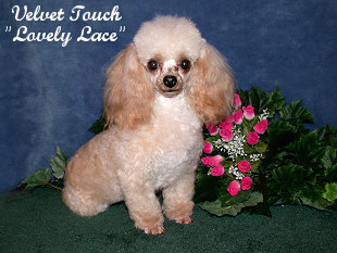 Lovelylace Teacup Poodle