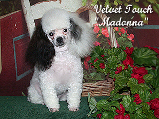 Princess Madonna Toy Poodle