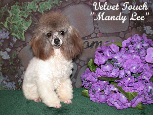 Mandy Lee Teacup Poodle
