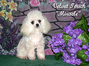 Miracle Tiny Teacup Poodle