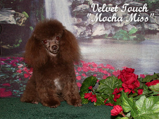 Mocha Miss Tiny Teacup Poodle
