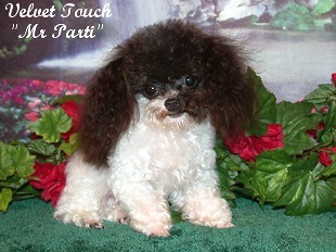 Very Tiny Teacup Poodle Picture