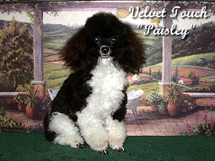 Paisley Teacup Poodle