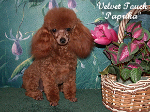 Red Hot Paprika Tiny Toy Poodle
