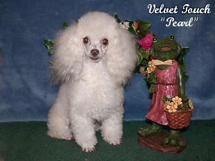 Pearl Tiny Toy Poodle