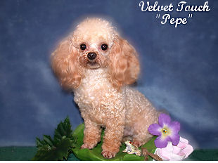 Teacup Poodle Picture