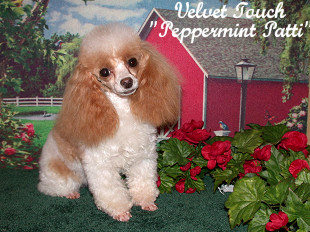Peppermint Patti Teacup Poodle