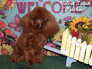 Red Hot Preshus Love Teacup Poodle