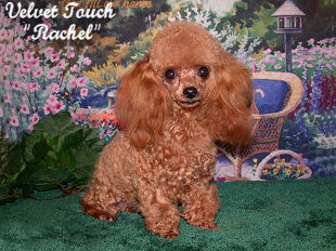 Ravishing Rachel Teacup Poodle