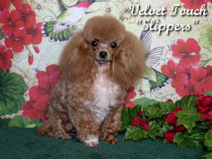 Slippers Teacup Poodle