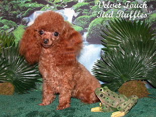 Redruffles Teacup Poodle