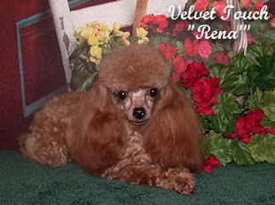 Rena' Teacup Poodle