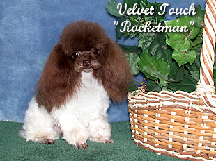 Rocketman Tiny Teacup Poodle Picture