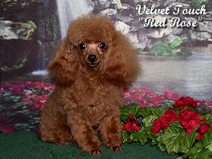 Red Hot Rose Teacup Poodle