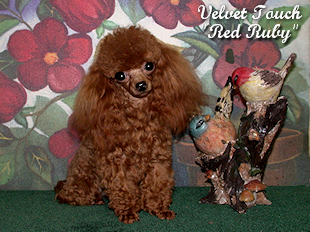 Red Ruby Lane Tiny Teacup Poodle