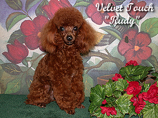 Rudy Teacup Poodle
