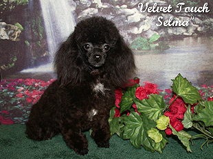 Selma Black Teacup Poodle