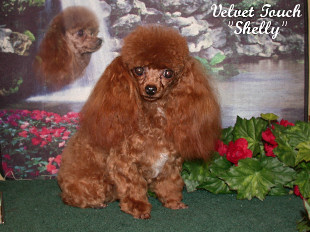 Shelly Teacup Poodle