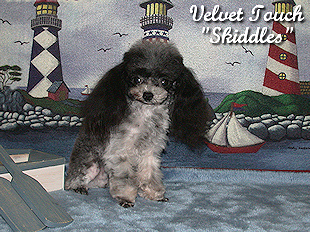 Tiny Teacup Poodle Picture