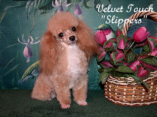 Slippers Tiny Toy Poodle