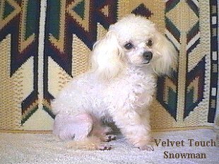 white toy poodle breeders
