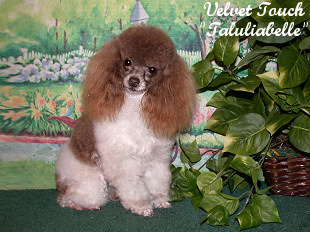 Taluliabelle Tiny Toy Poodle